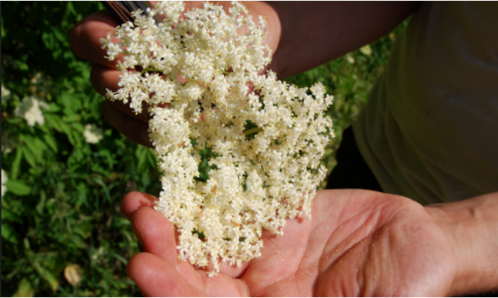 Nevel Artisan Ales Nevel Artisan Ales